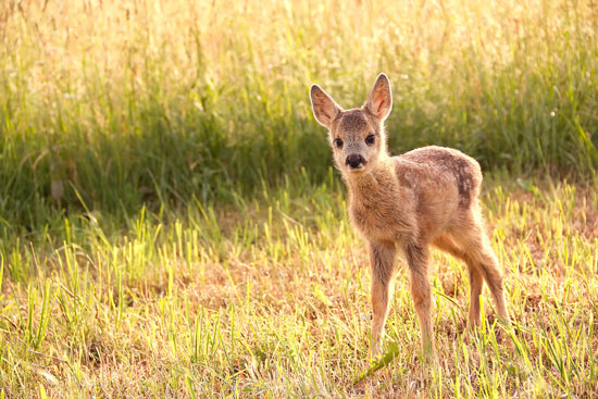 Deer Medicine: Learning Trust From the Natural World